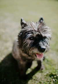 Portrait of dog on field