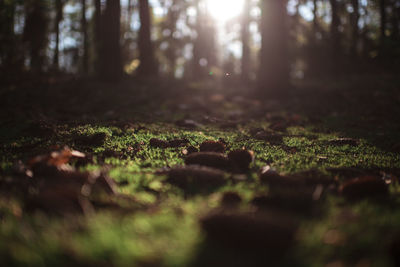 Close-up of moss growing on tree trunk