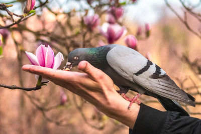 Close-up of hand holding butterfly on pink flowering plant