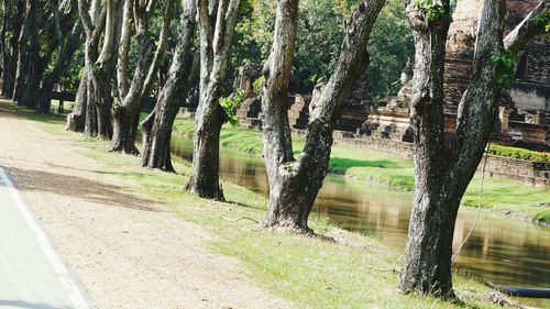 Road amidst trees