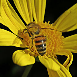 Close-up of insect on yellow flower