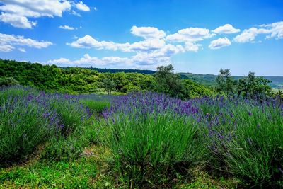 Purple flowering plants on field against sky