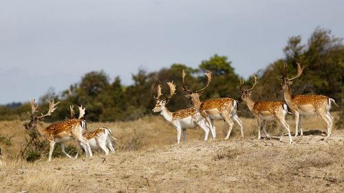 Herd of deer on field