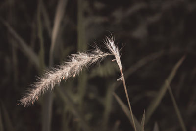 Close-up of stalks in field