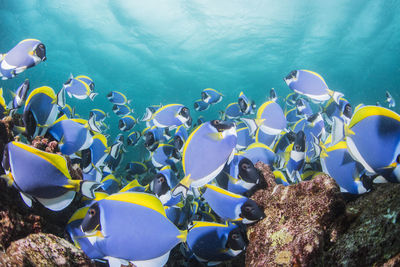 Fish swimming in sea