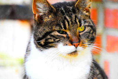 Close-up portrait of a cat