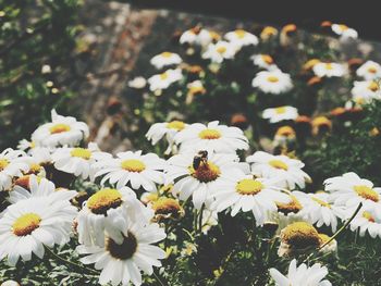 Close-up of white daisy flowers