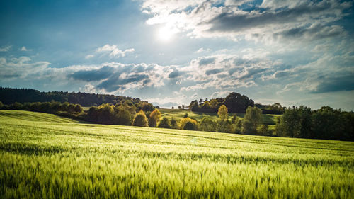 Scenic view of agricultural field against sky