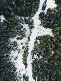 Aerial view of forest during winter