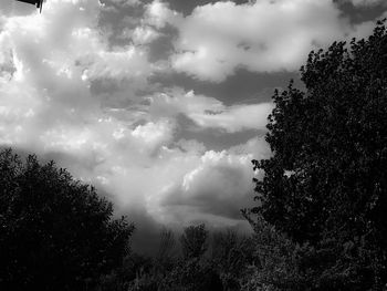 Low angle view of trees against sky