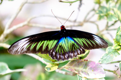 Close-up of butterfly perching on plant