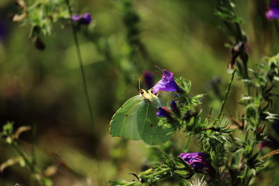 Green butterfly on purple flower