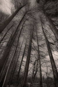 Low angle view of bare trees in forest