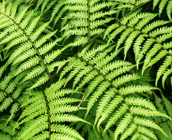 Close-up of green leaves