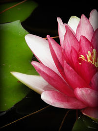 Close-up of pink water lily