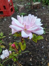 Close-up of pink flower