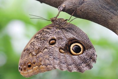 Close-up of butterfly on leaf