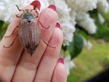 Close-up of insect on hand the first cockchafer