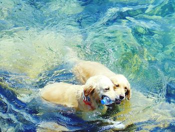 High angle view of dogs holding bottle in swimming pool