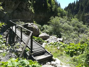 Plants growing on rocks by trees in forest