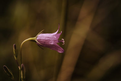 Close-up of wilted flower bud