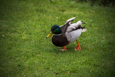 Mallard duck on field