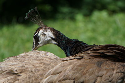 Close-up of peacock