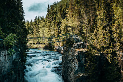 Footbridge over river in forest