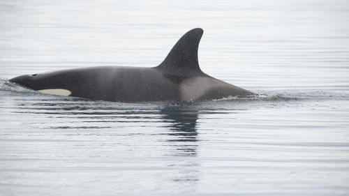 Killer whale swimming in sea