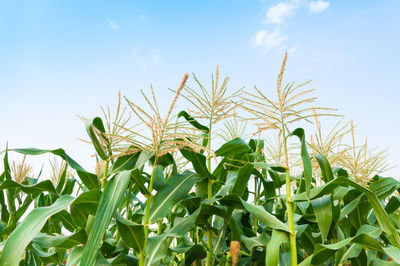 Low angle view of crops growing on field against sky