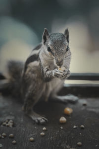 Close-up of squirrel eating food
