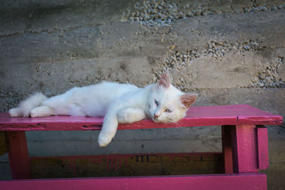 White cat resting on bench