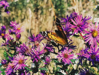 Close-up of bee on purple flowers