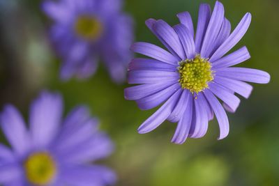 Close-up of purple flower