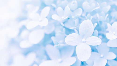 Close-up of white flowering plant