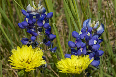 flowering plant