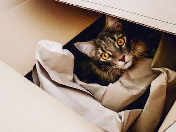 High angle view portrait of cat by wall