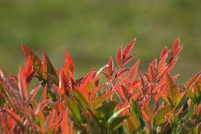 Close-up of red grass