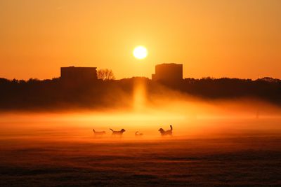 Silhouette birds on a orange sunset