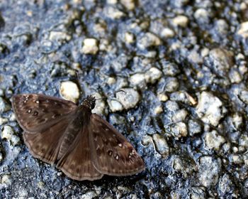 High angle view of butterfly in sea