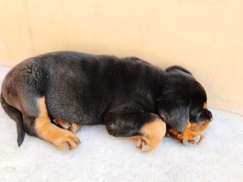 Close-up of puppy sleeping