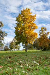 Trees on field against sky during autumn