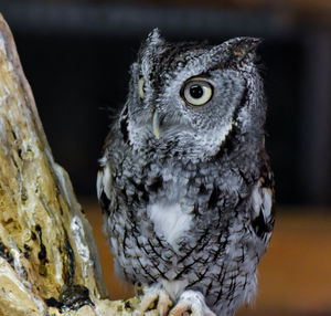 Close-up portrait of owl