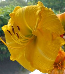 Close-up of yellow flower blooming outdoors