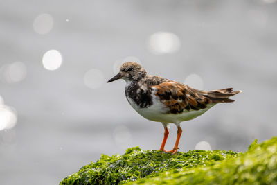 Close-up of bird perching