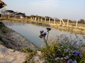 Close-up of flowers growing by lake against sky