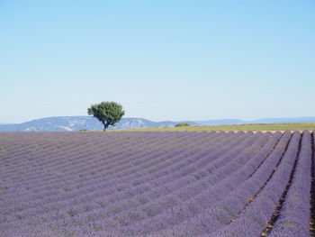 Scenic view of field against clear sky