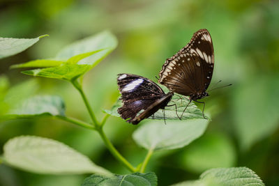 Butterfly pollinating flower