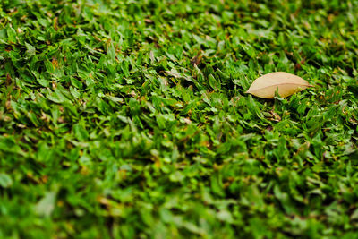 Close-up of snail on field