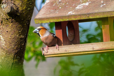 Bird perching on bird feeder